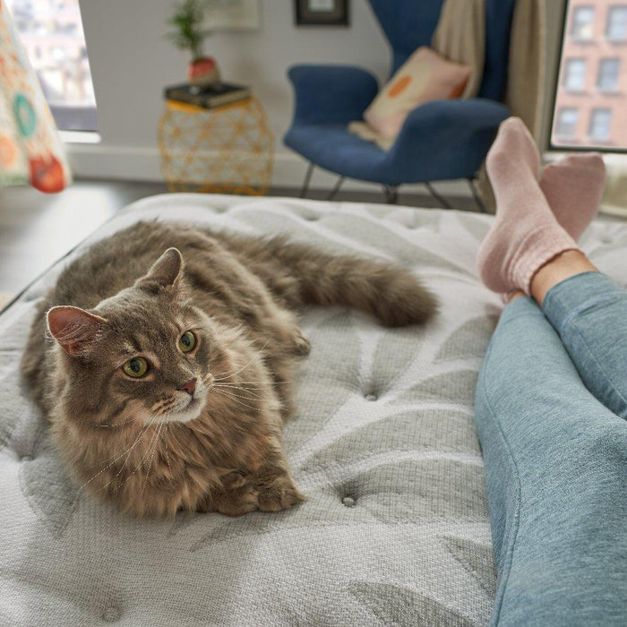 Silver Pine Innerspring Mattress - homePLUS (Binghamton, NY)